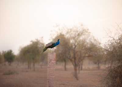 Peacock