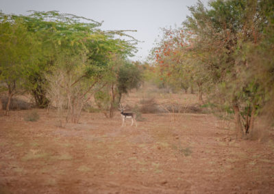 Blackbuck