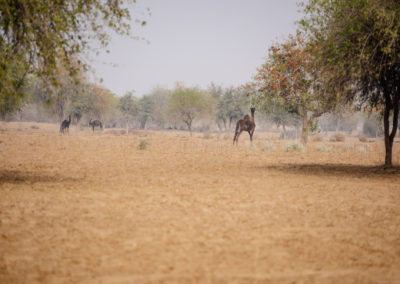 Camels of Rajasthan