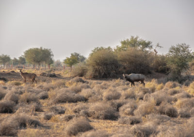 Bluebull in Dhundhara