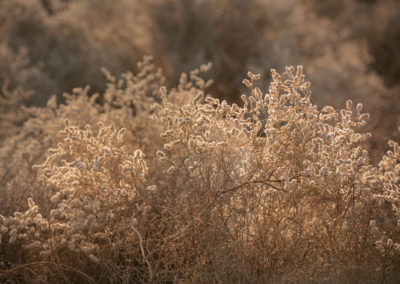 Dhundhara flora and fauna