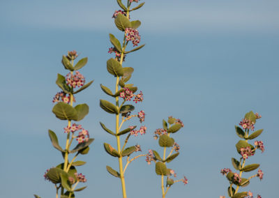 Flora of Dhundhara