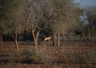 Chinkara in Dundhara