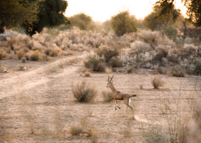 Chinkara in Dhundhara